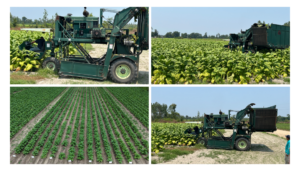 Jeff Davis Farmer Kenneth Williams’ Legacy is Reflected in Local Research Plot