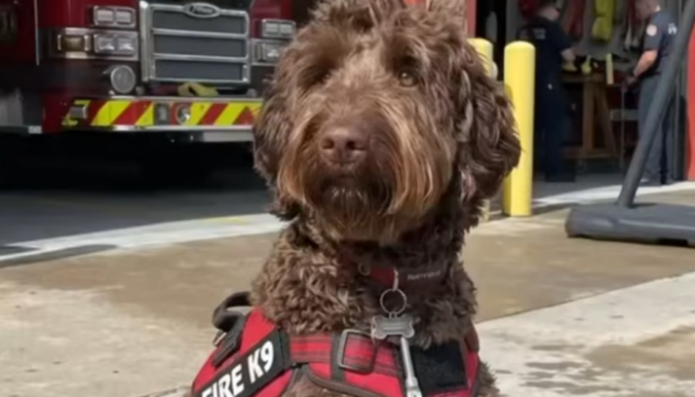 Fire Safety