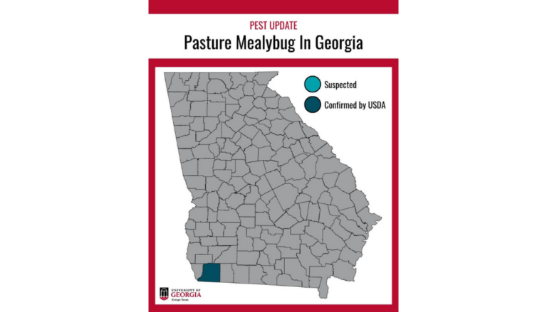 Pasture Mealybug Now Confirmed in Georgia; Agriculture Officials Urge Farmers to Stay Vigilant